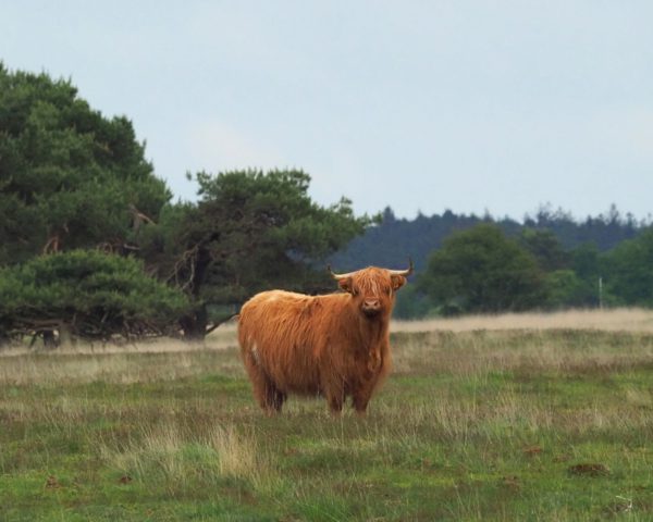 Aanrader: fietsrondje Doldersummerveld in Nationaal Park Drents-Friese Wold