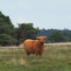 Aanrader: fietsrondje Doldersummerveld in Nationaal Park Drents-Friese Wold