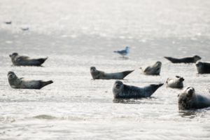 Ameland