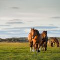Ameland