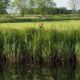 Bijna kopje onder in Grote Veenpolder