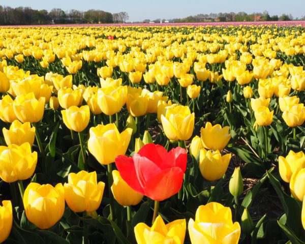 Ten zuiden van Friesland staat het grootste tulpenveld van de wereld in bloei