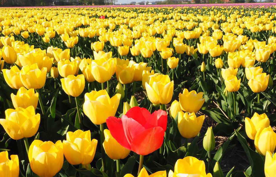 Ten zuiden van Friesland staat het grootste tulpenveld van de wereld in bloei