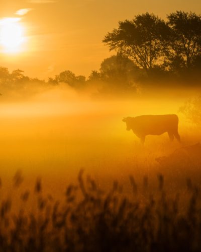 NFW_Buitenpost_zonsopkomst_koeien_zomer_RMT-min